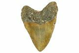 Fossil Megalodon Tooth - North Carolina #382603-2